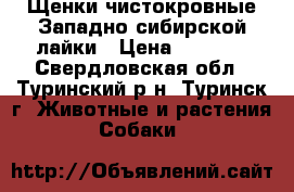 Щенки чистокровные Западно-сибирской лайки › Цена ­ 5 000 - Свердловская обл., Туринский р-н, Туринск г. Животные и растения » Собаки   